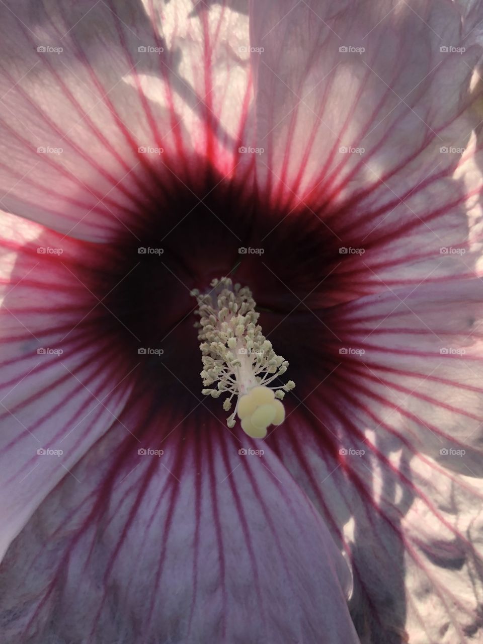 Closeup of beautiful hibiscus 