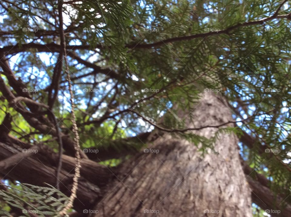 Red cedar tree