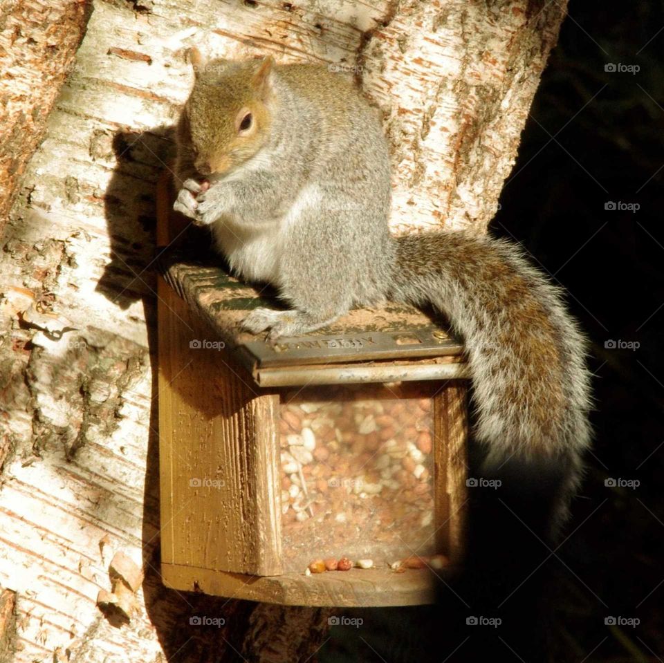 Squirrel sitting on feeder box with nuts on tree
