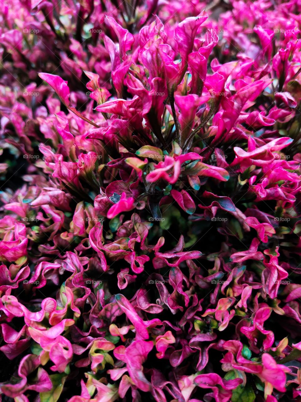 close up a red purslane leaves