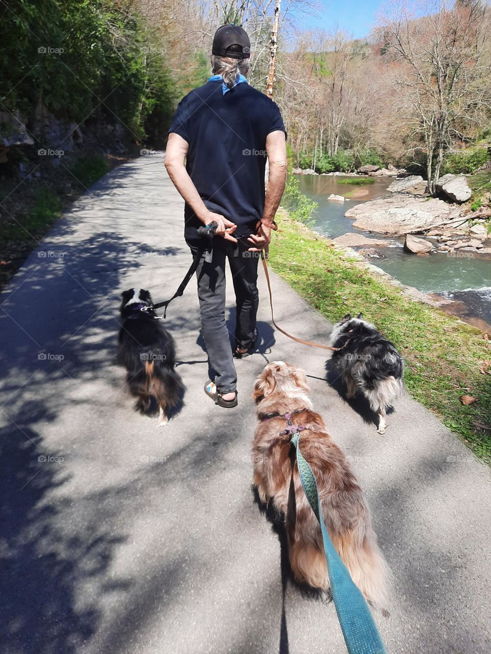 Walking three dogs.