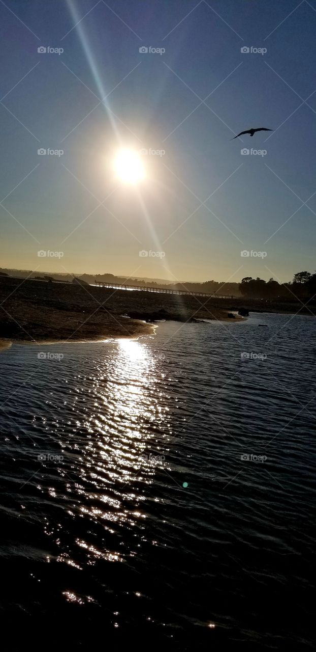 the sun is setting and the birds are happy