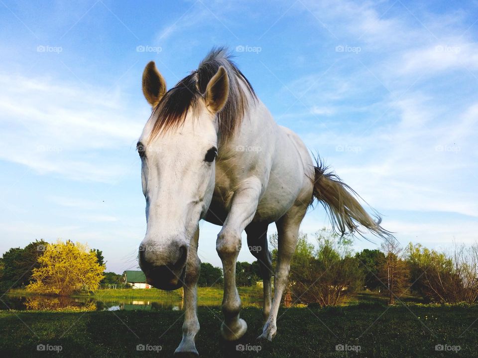 White Horse Walking Towards You From the Ground Up