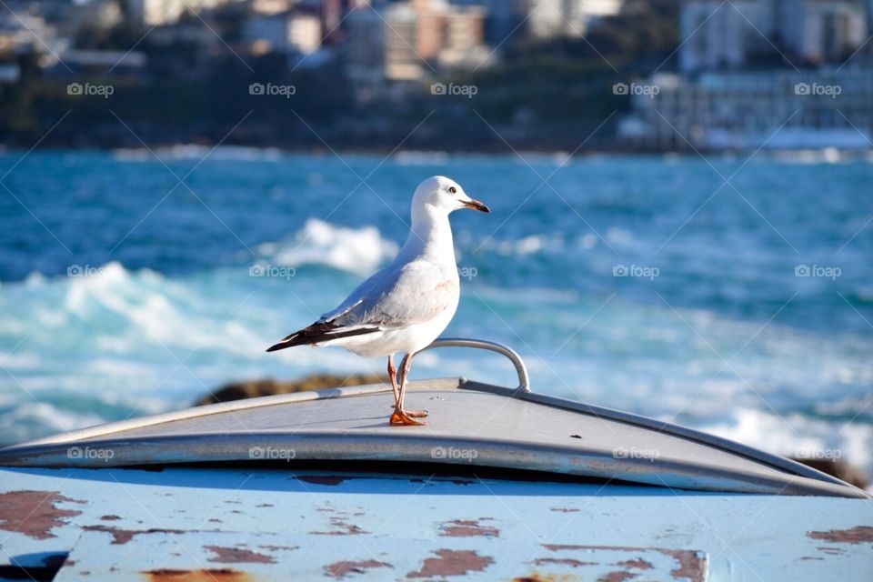 Loner Seagull 