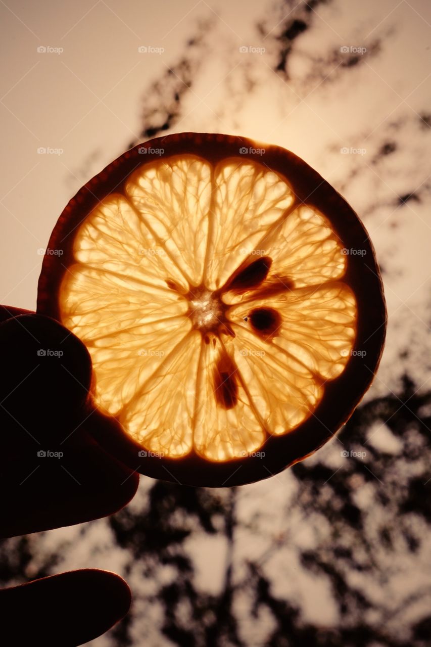 Lemon In The Sun, Sunset In The Lemon, Lemon Portrait, Closeup Lemon Photography, Food Photograph, Nutritional Foods, Healthy Habits