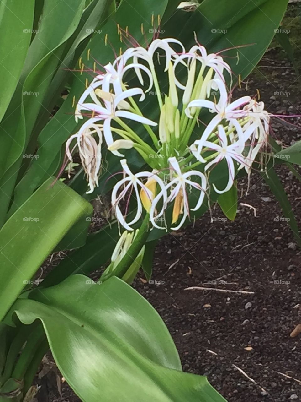 Flower in Hawaii