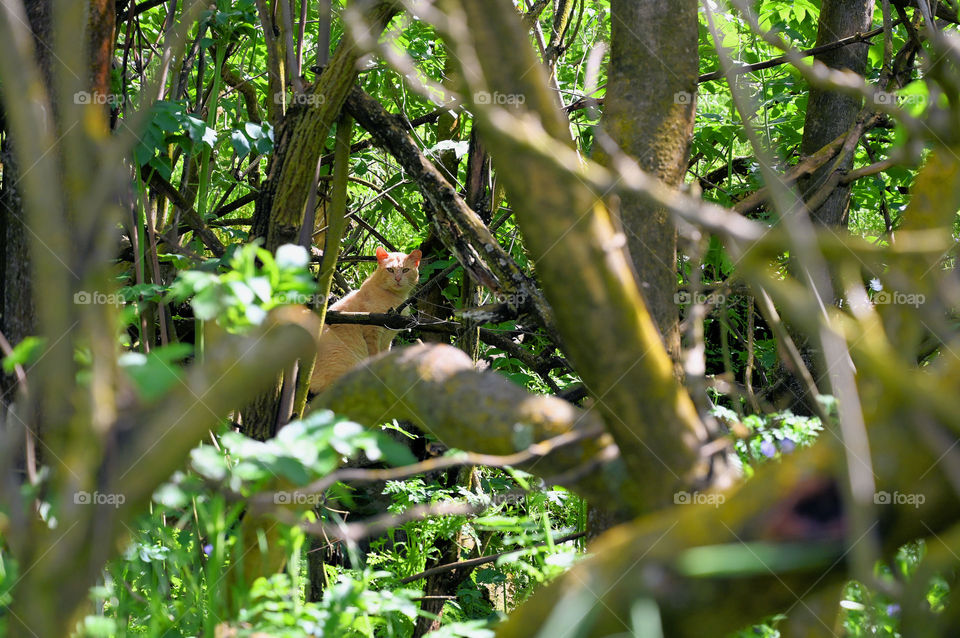 The stray wild cat in the forest 