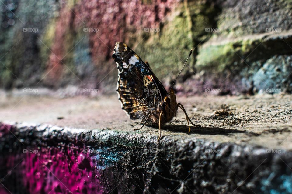 butterfly on a multicolour background