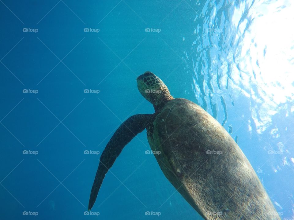 Hawaiian Sea Turtle 