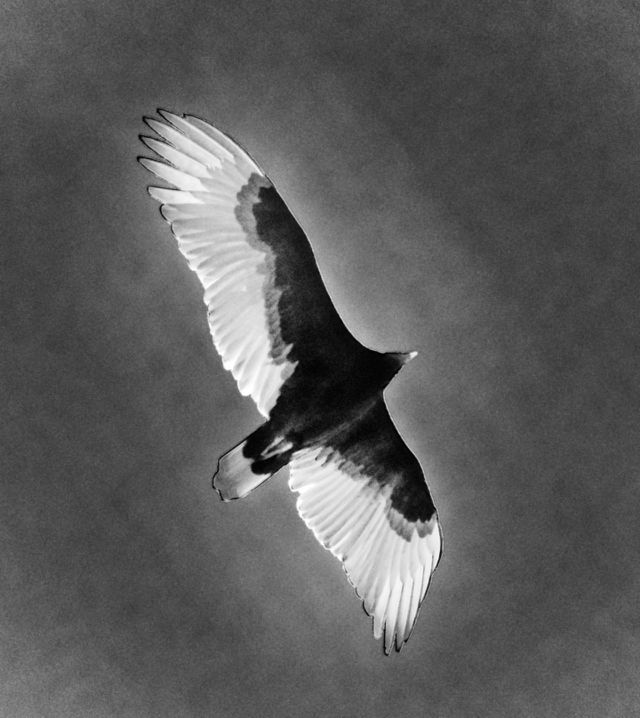 Soar high soar high