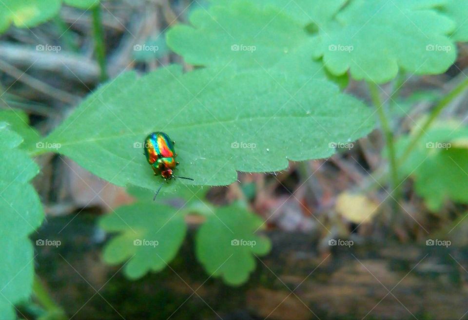 Leaf, Nature, Insect, No Person, Outdoors