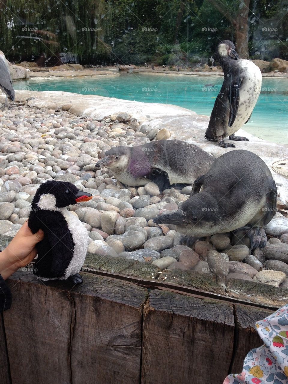 Penguin meets penguin