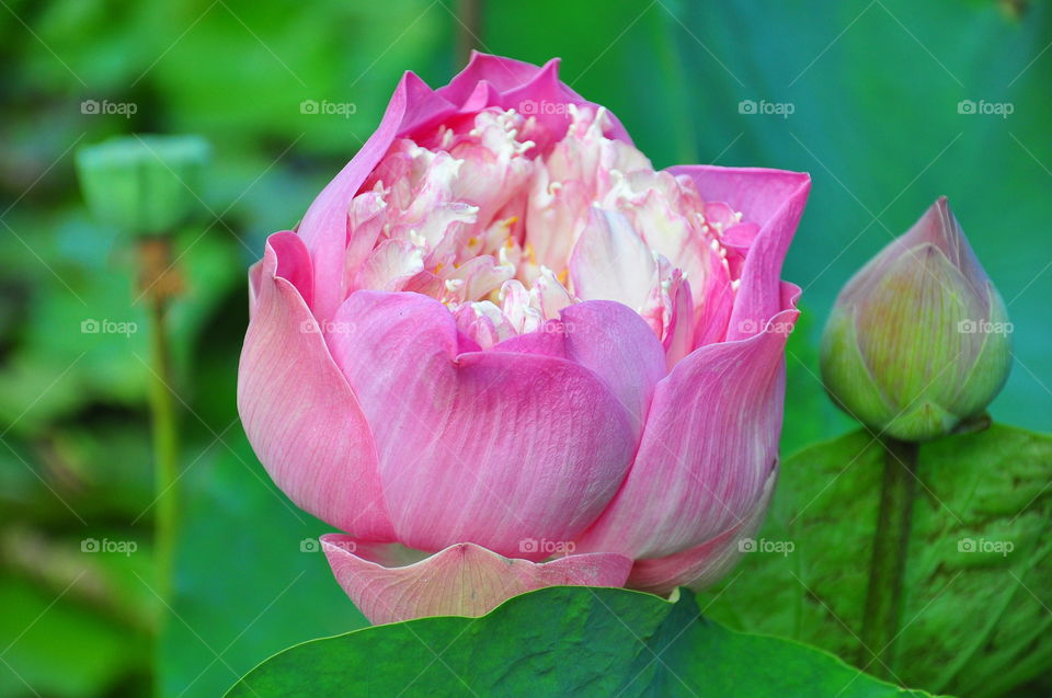 Lotus (Nelumbo Nucifera)