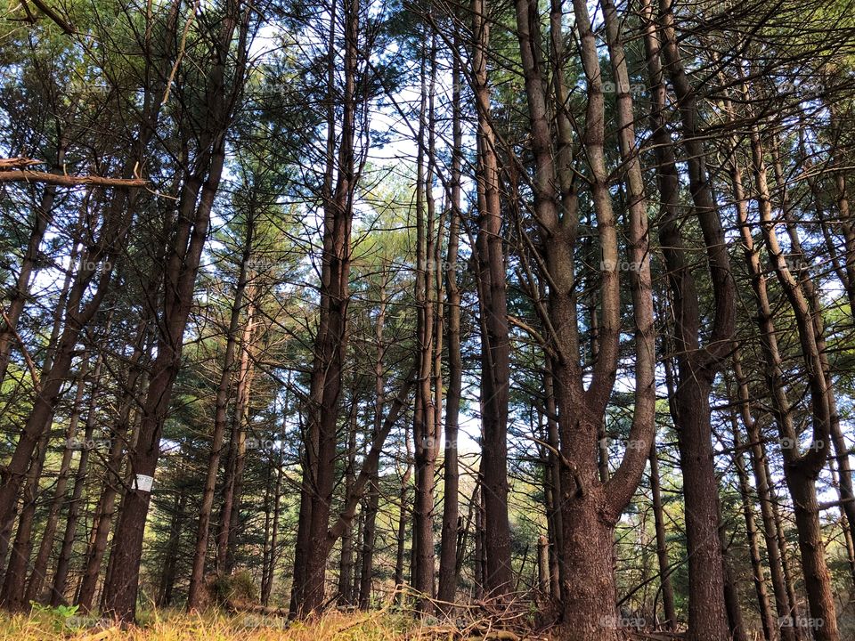 Trees in the woods