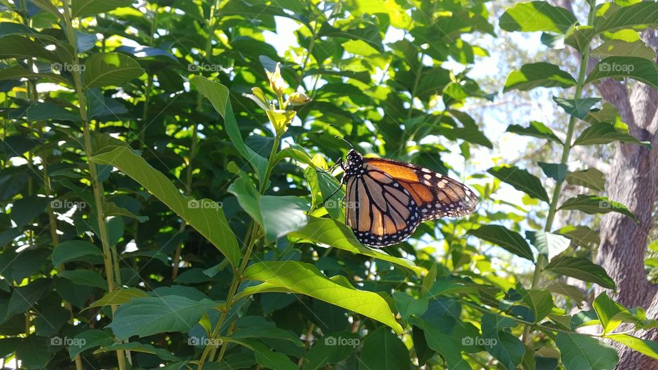 Monarch butterfly resting on a bright yellowish-green leaf on a branch of a tree with shadow to the left of the photo and sunlight shing over the right.