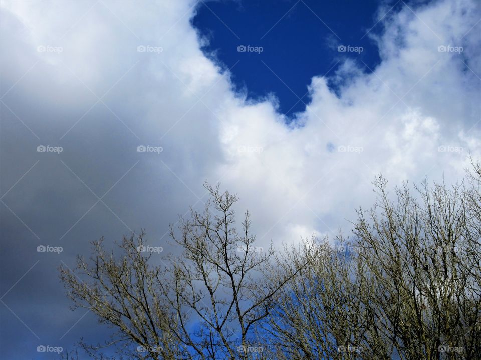 cloud over trees