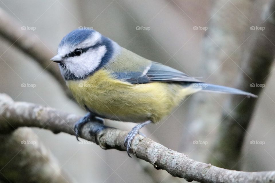 Blue tit