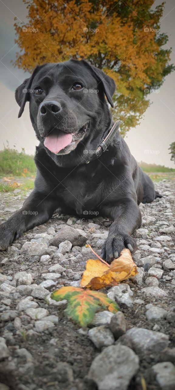 black Labrador in autumn