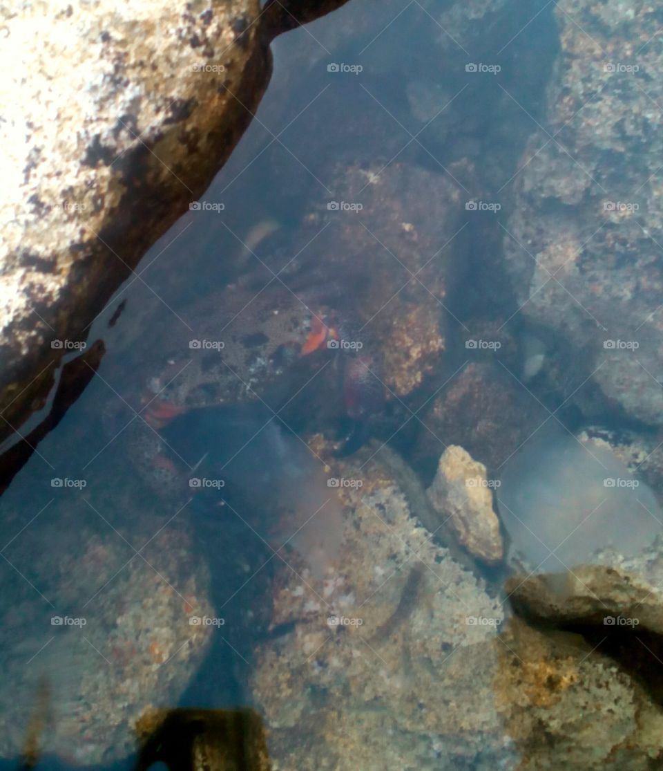 sea crab on a water