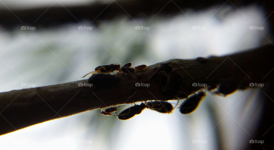 Aphids on branch