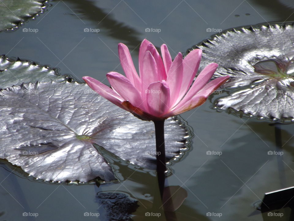 Pink Water Lilly Flower