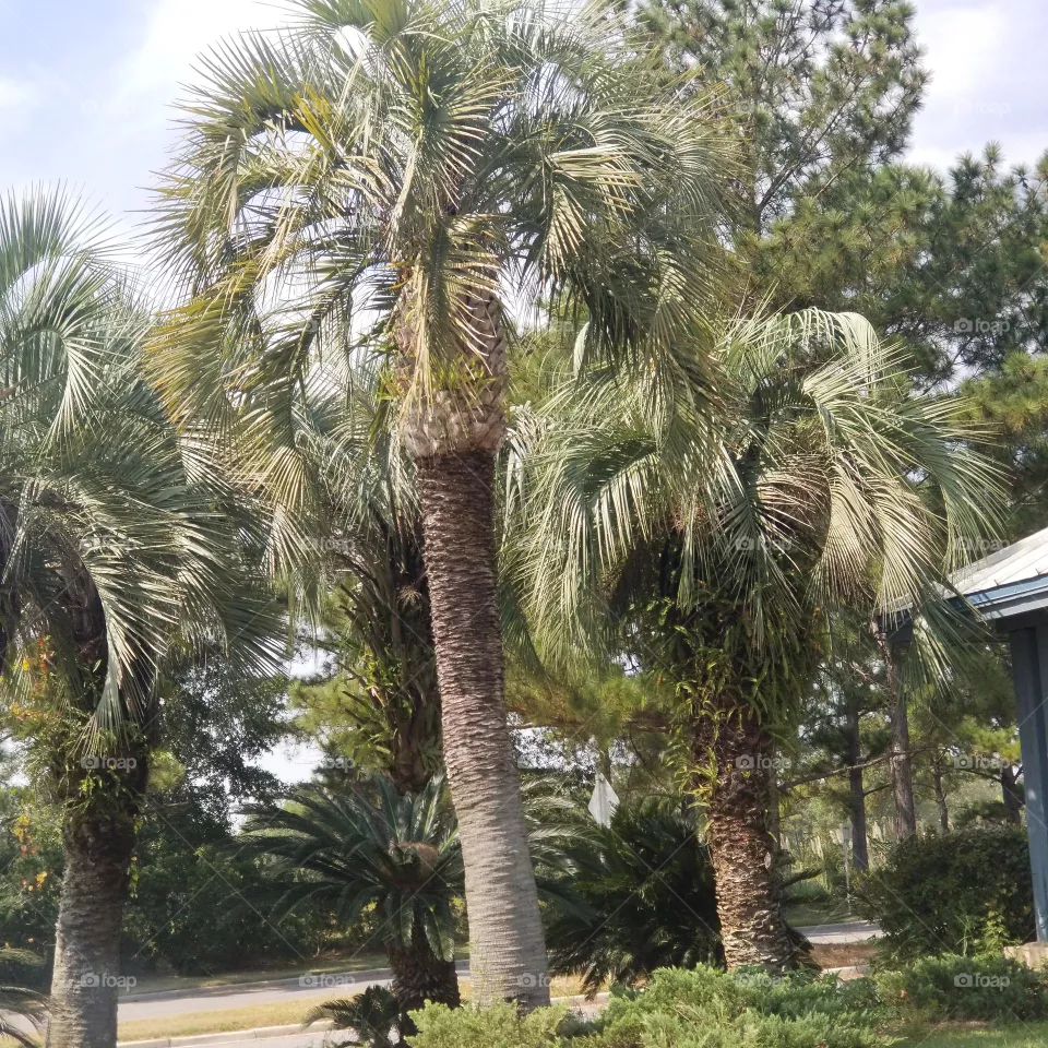 Tropical Trees