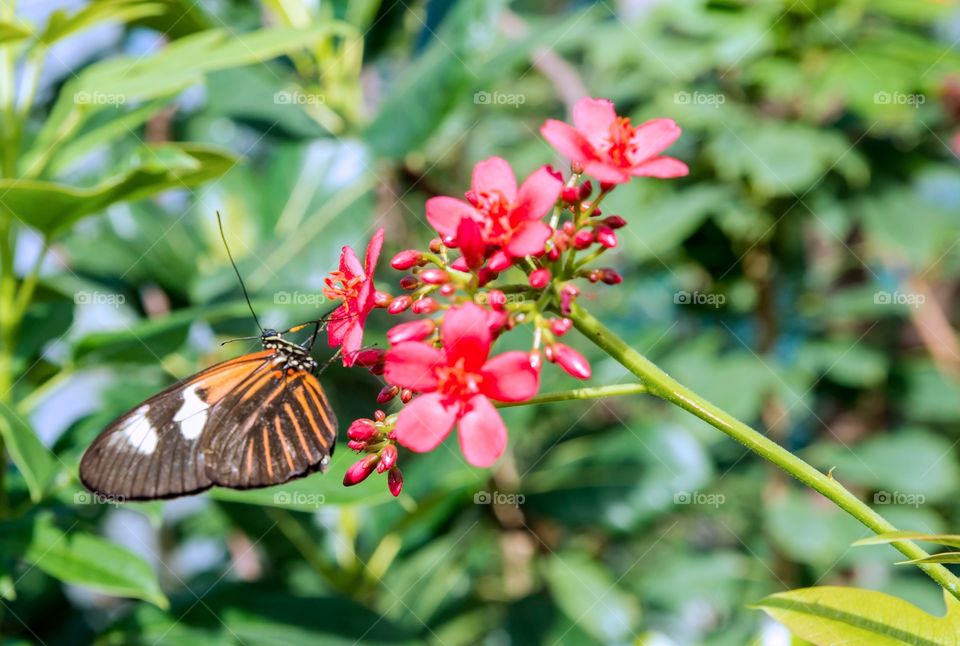Tropical , Tiger Longwing Butterfly. Judy Istock Butterfly Haven , Peggy Notebaert Nature Museum , Chicago.