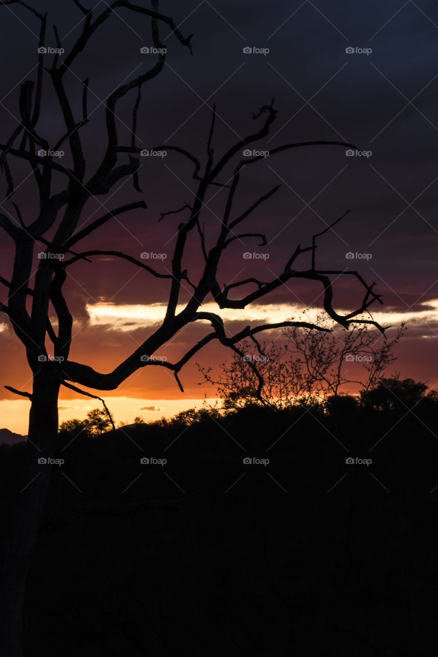 African sunset with tree silhouette 