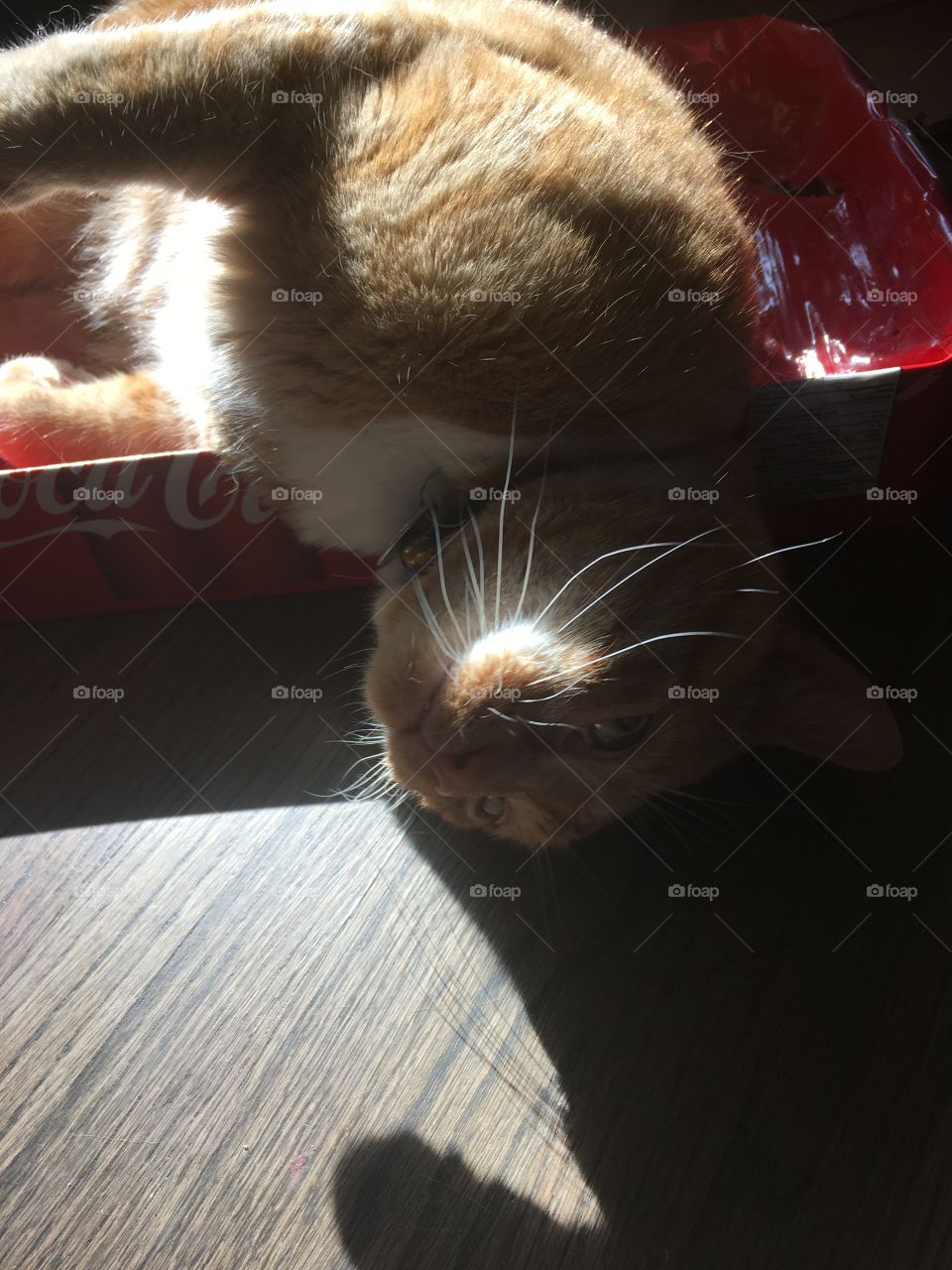 Cat being silly in the sun 