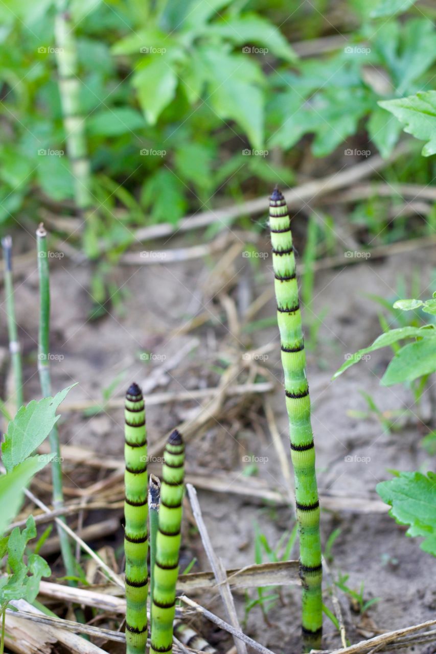 Green Color Story - Horsetail shoots growing in an unplowed farm field