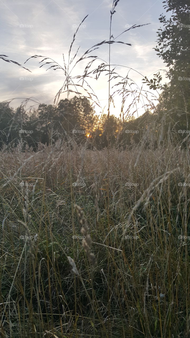 sunset over grassland