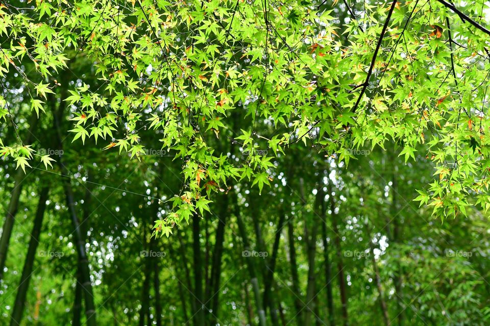 Lush green garden