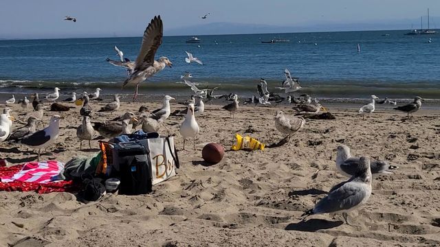 Picnic on the beach interrupted by a flock of seagulls on a beautiful sunny day 