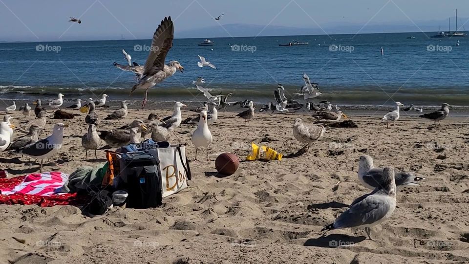 Picnic on the beach interrupted by a flock of seagulls on a beautiful sunny day 