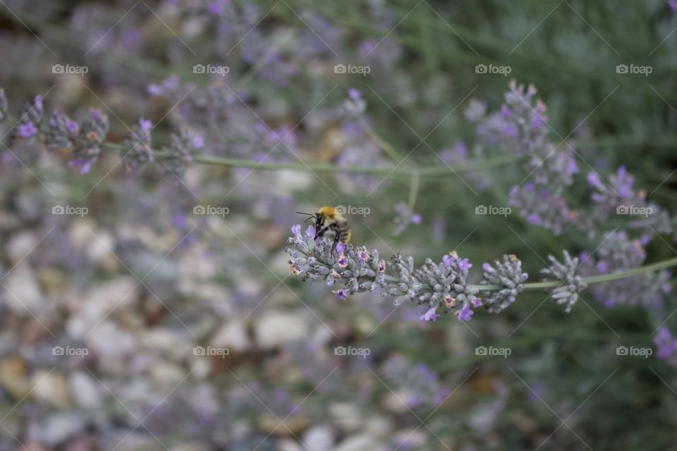bumblebee sitting on a flower
