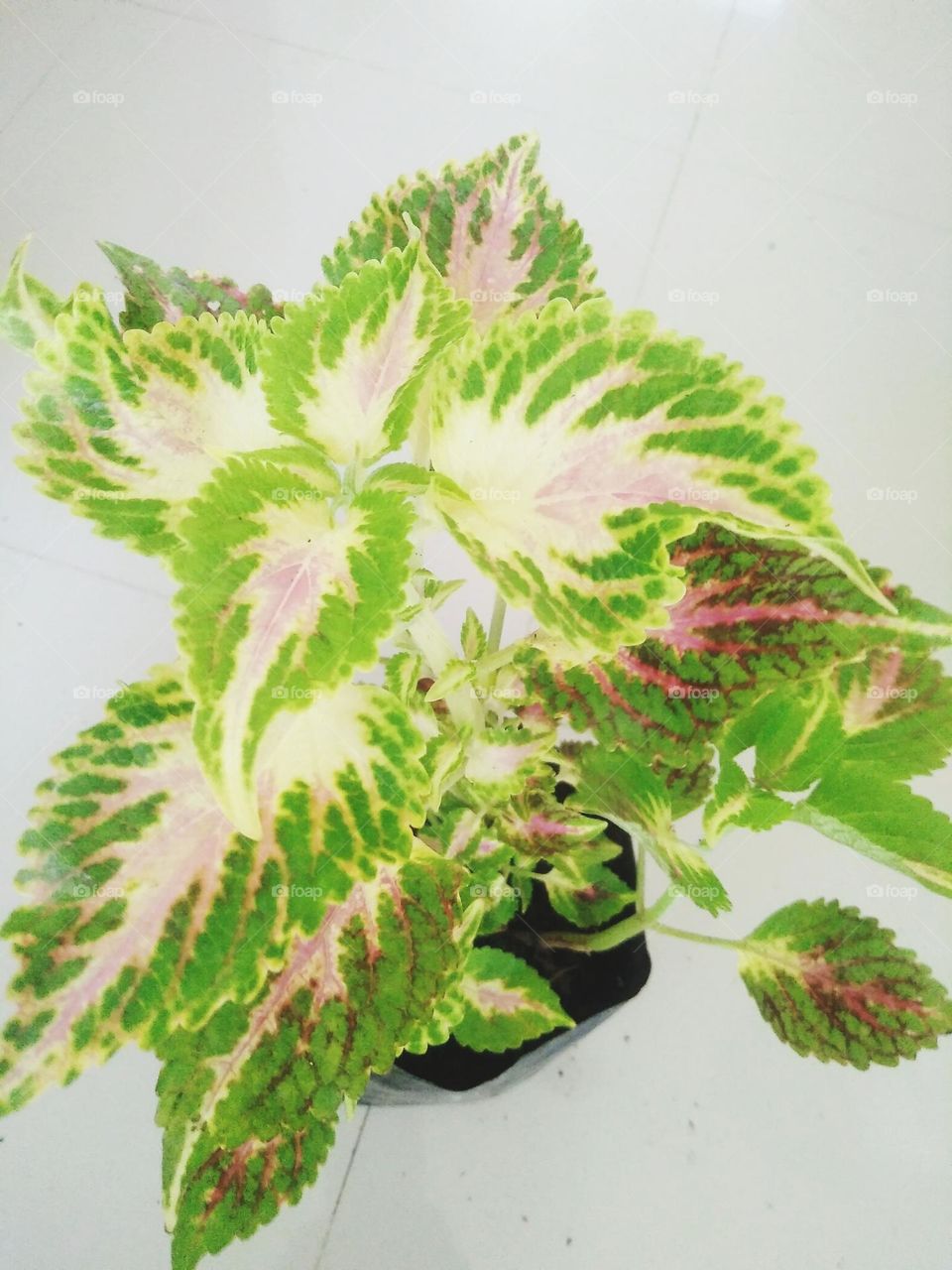 coleus