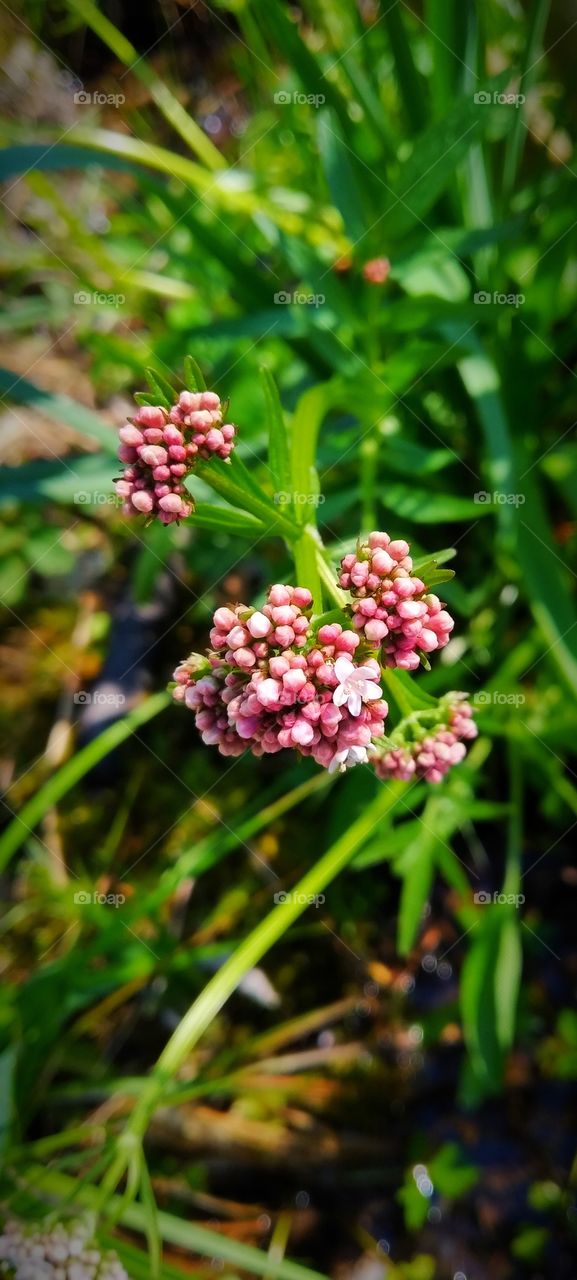 valeriana officinalis