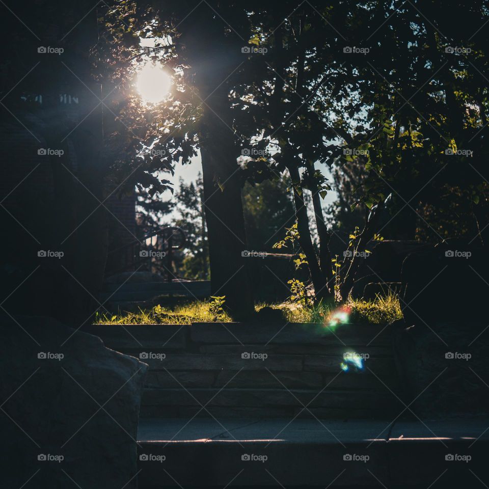 Lens flare through the dark trees.