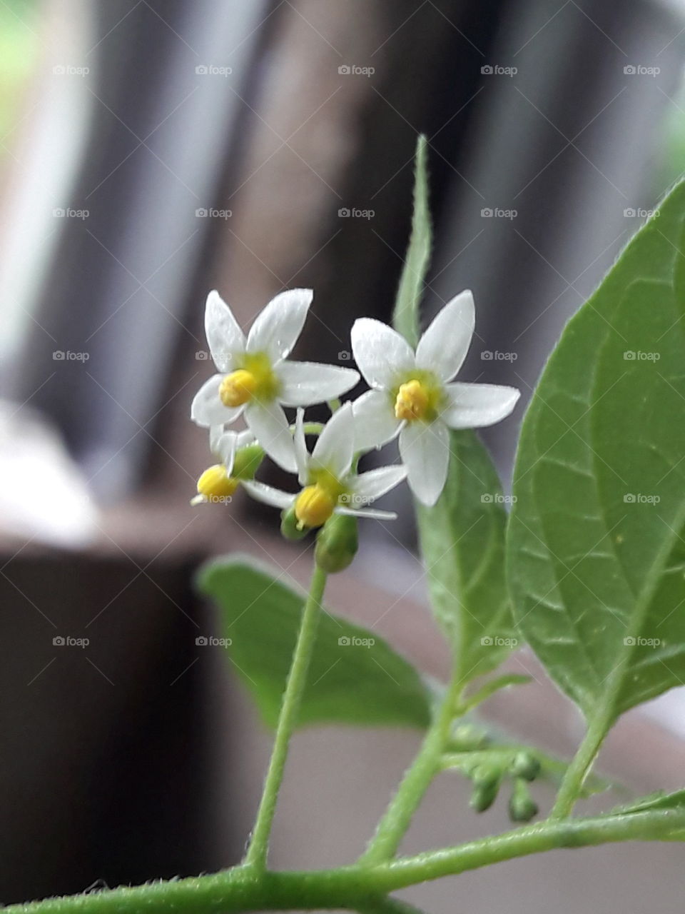 Wild beautiful white coloure blooming flower have with leaf