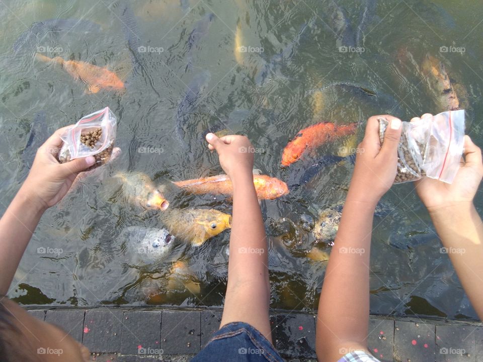 feeding fish to fill vacation time
