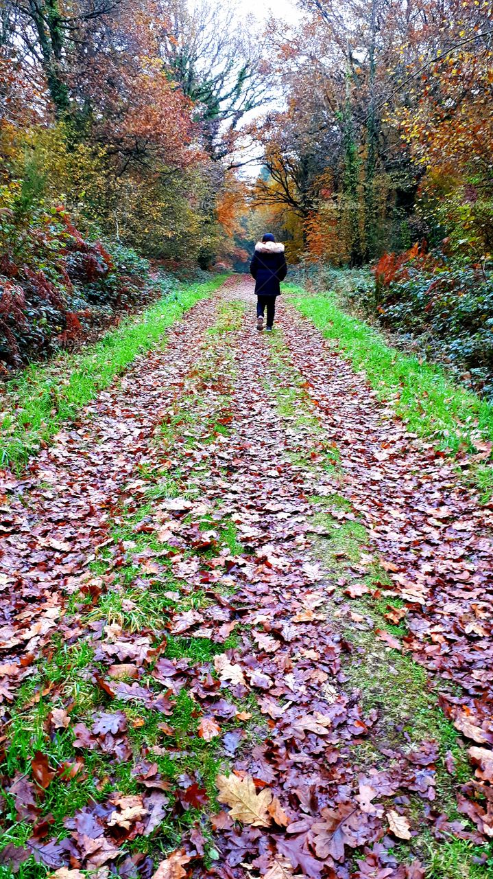 walk in the forest in autumn