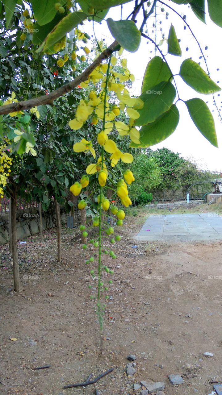 Flowers of long stem