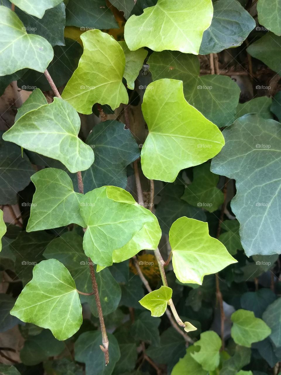 leaves
