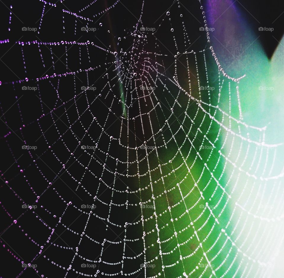 Water drops on spider web