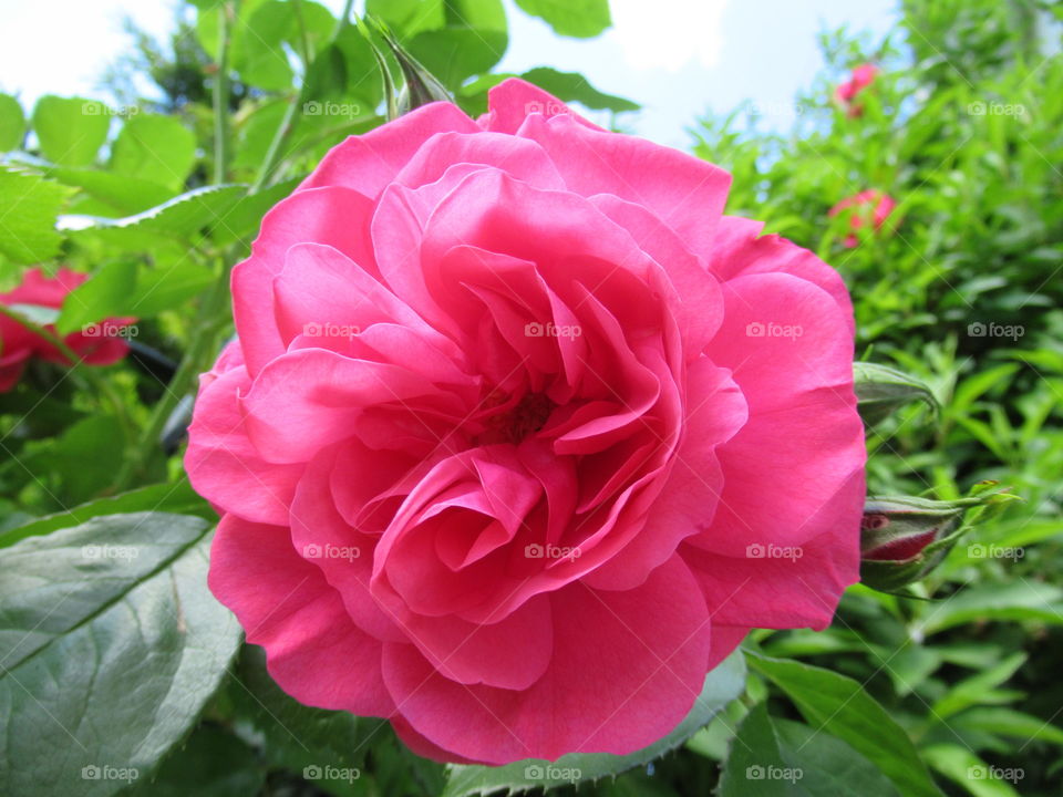 Cerise rambling rose