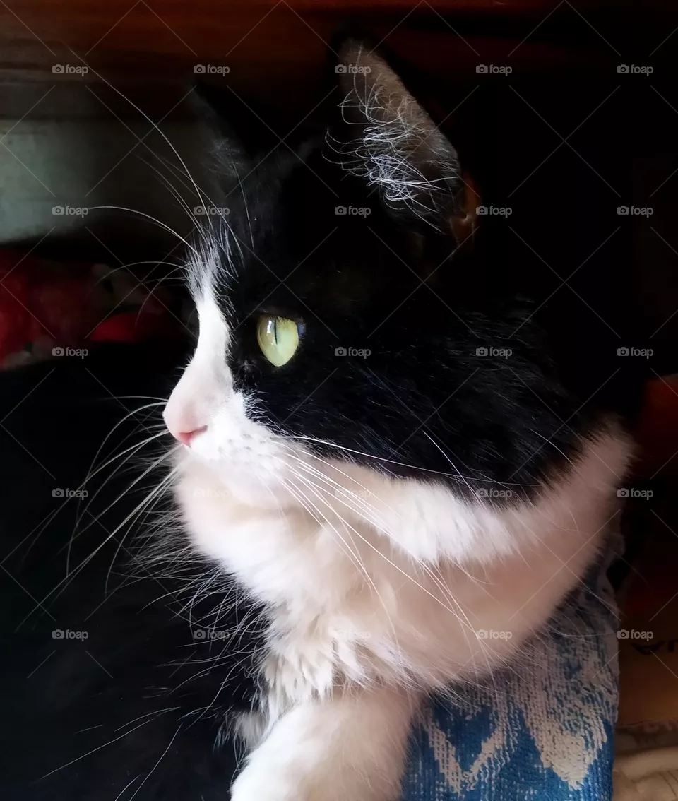 cat