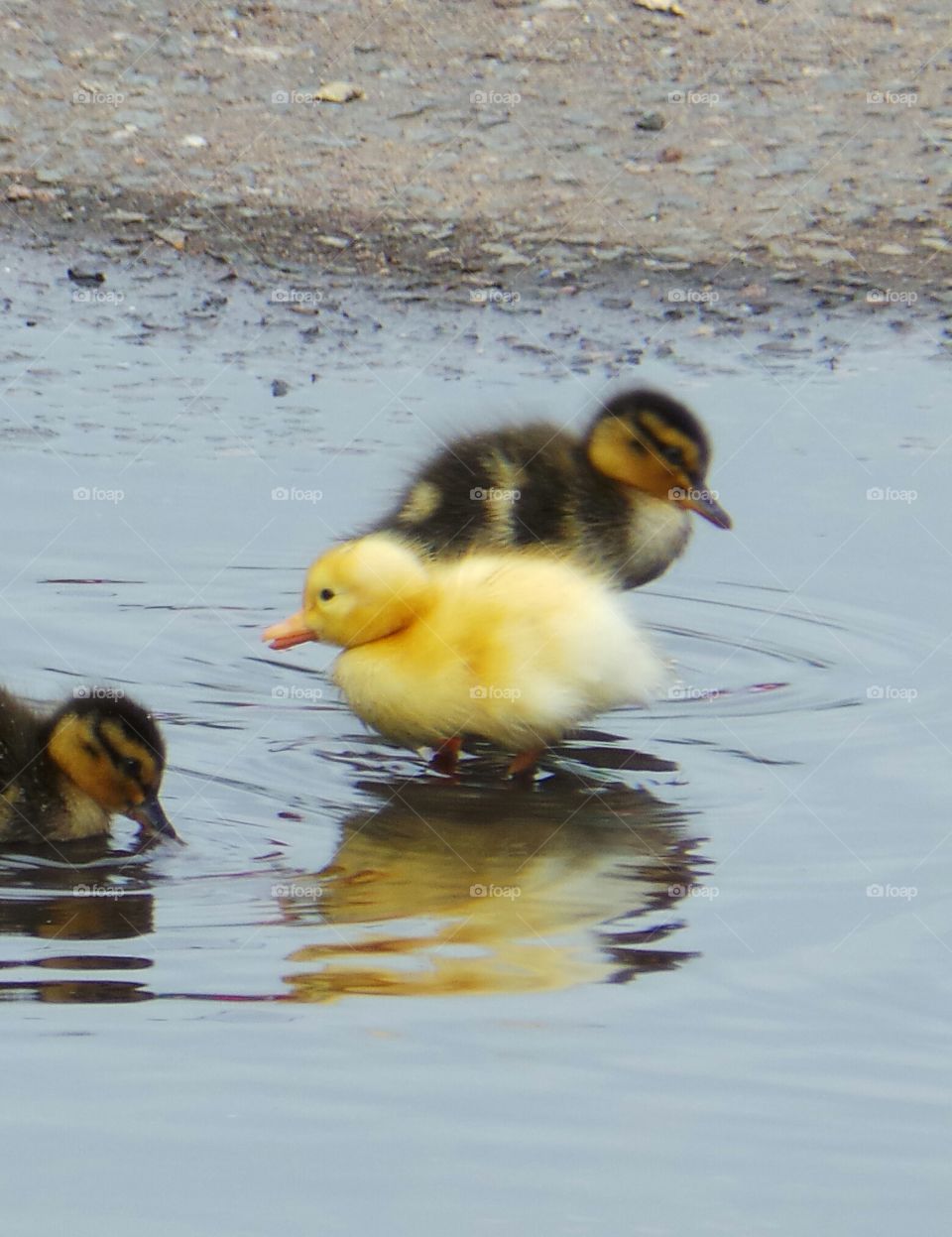 Ducklings
wild mallard / 
Anas platyrhynchos

The domestic duck, like other poultry species.

Mallards live in wetlands, eat water plants and small animals, and are social animals preferring to congregate in groups or flocks of varying sizes. This species is the main ancestor of most breeds of domesticated ducks.