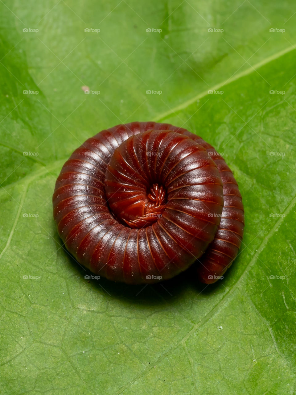 Millipede