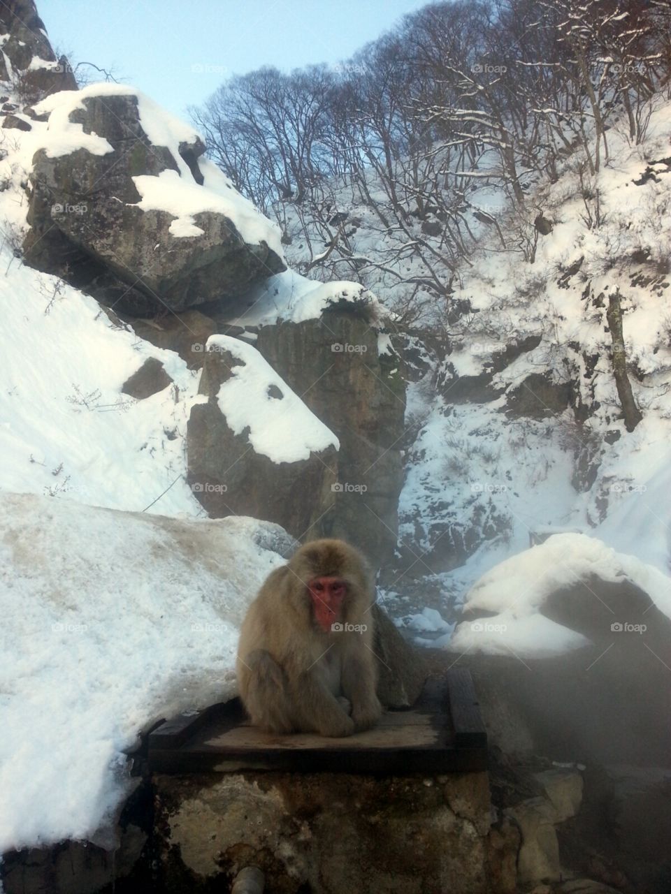 Jigokudani Monkey sitting on rocks
