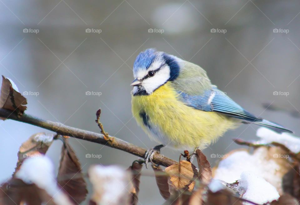 Blue tit on tree branches on a cold day